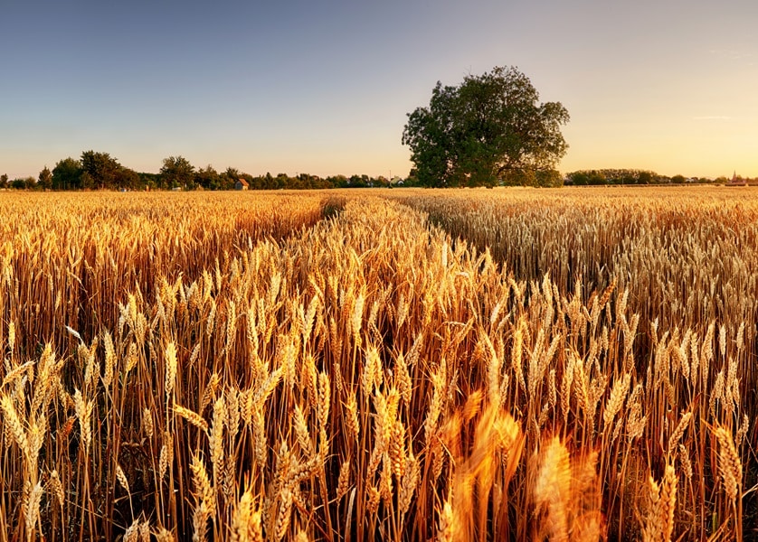 Grains of Justice | Preliminary discovery order extended to wheat product samples in CSIRO case