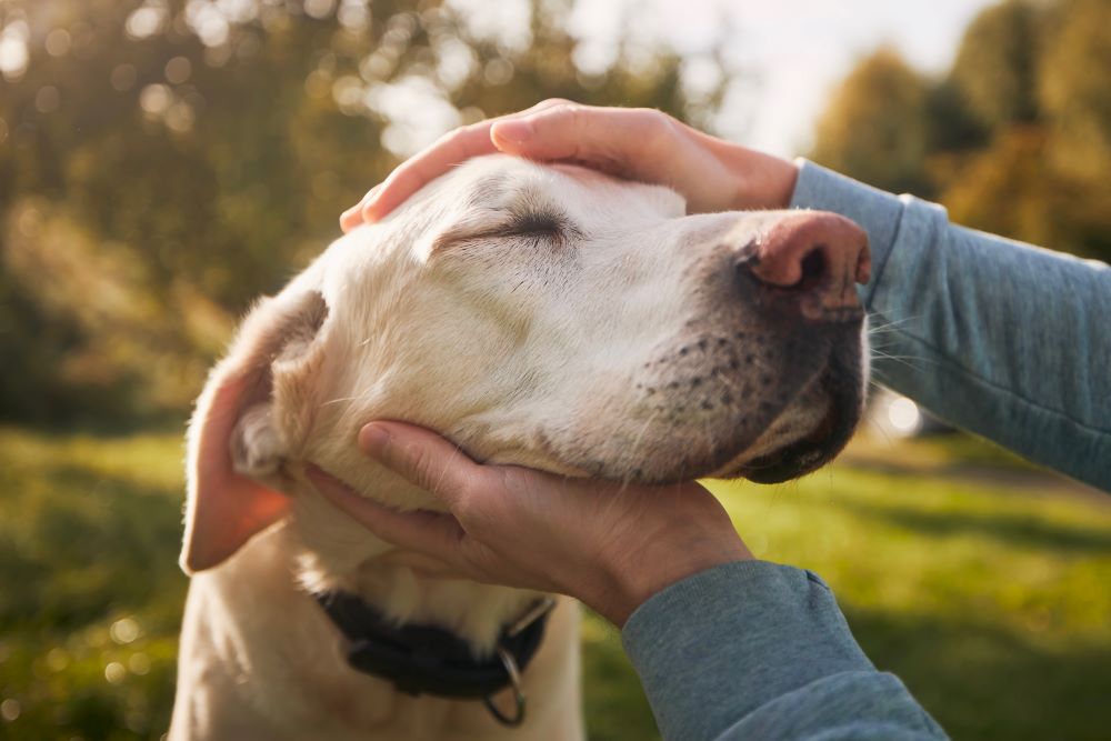 Photo of Labrador getting patted on head